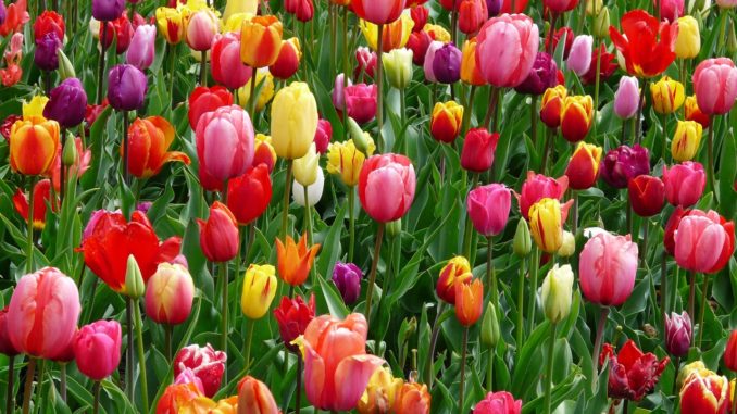 tulips-bed-colorful-color-69776
